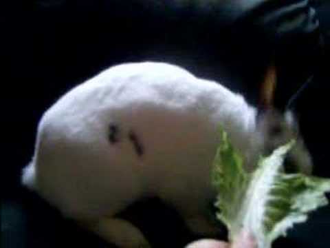 Snuggles the Cute Bunny Eating Lettuce