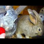Cute Bunny Rabbit Eating Strawberry