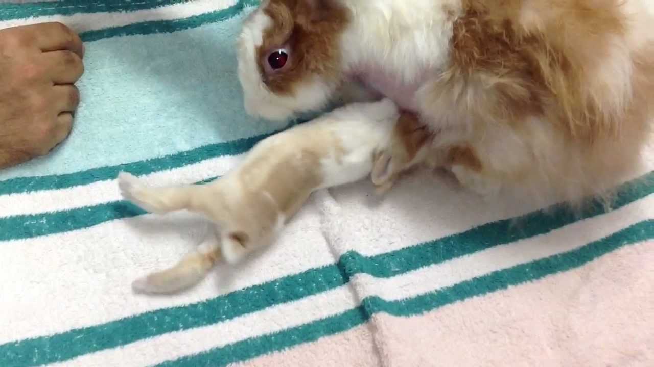 Baby and mom rabbit