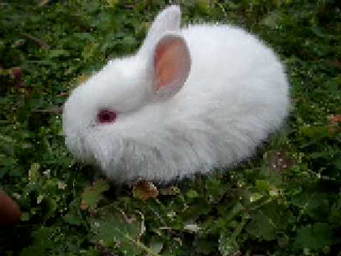 Small cute white bunny
