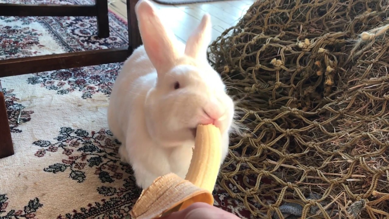 Cute bunny eating banana for breakfast