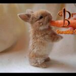 Cute rabbits nibbling - Compilation
