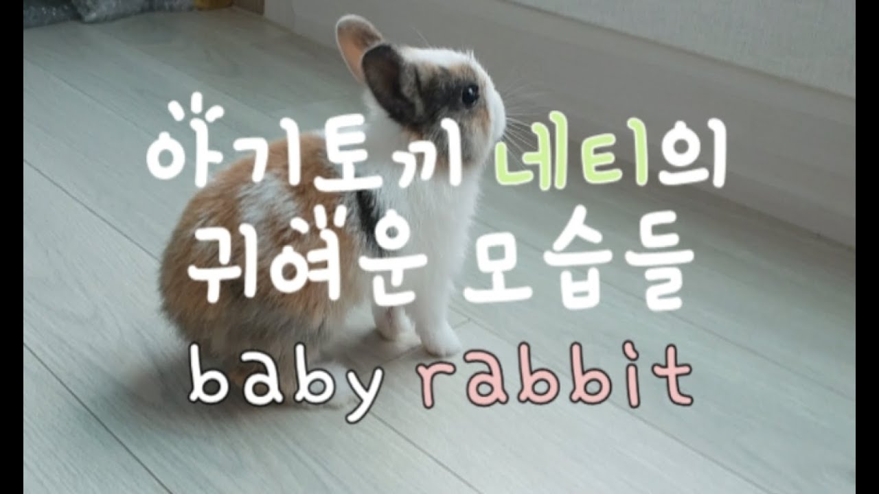 [토끼] 귀여운 아기 토끼 - Cute Bunny (baby rabbit) [토끼 키우기]