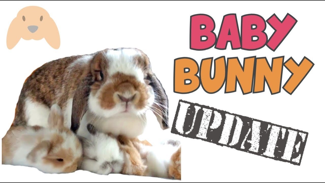Baby Bunny Update - Dirty Snow's Holland Lop Babies