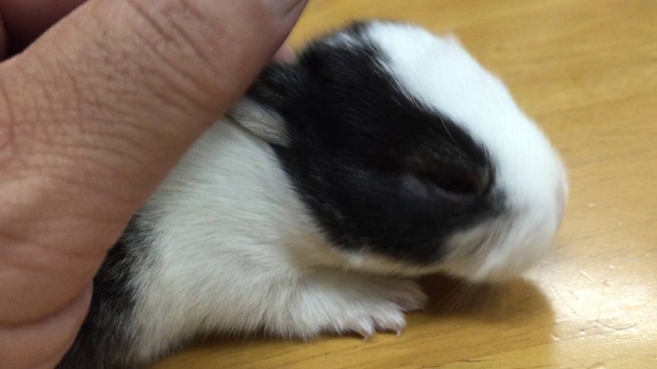cute bunny baby❤️  2 weeks old かわいい赤ちゃんうさぎ２週目