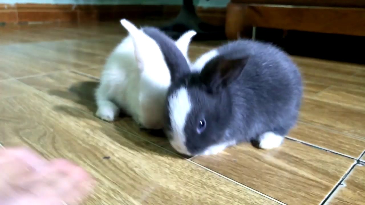 Funny Baby Bunny Rabbit Videos - Cute Rabbits 2019 - Cute Babies & Animals