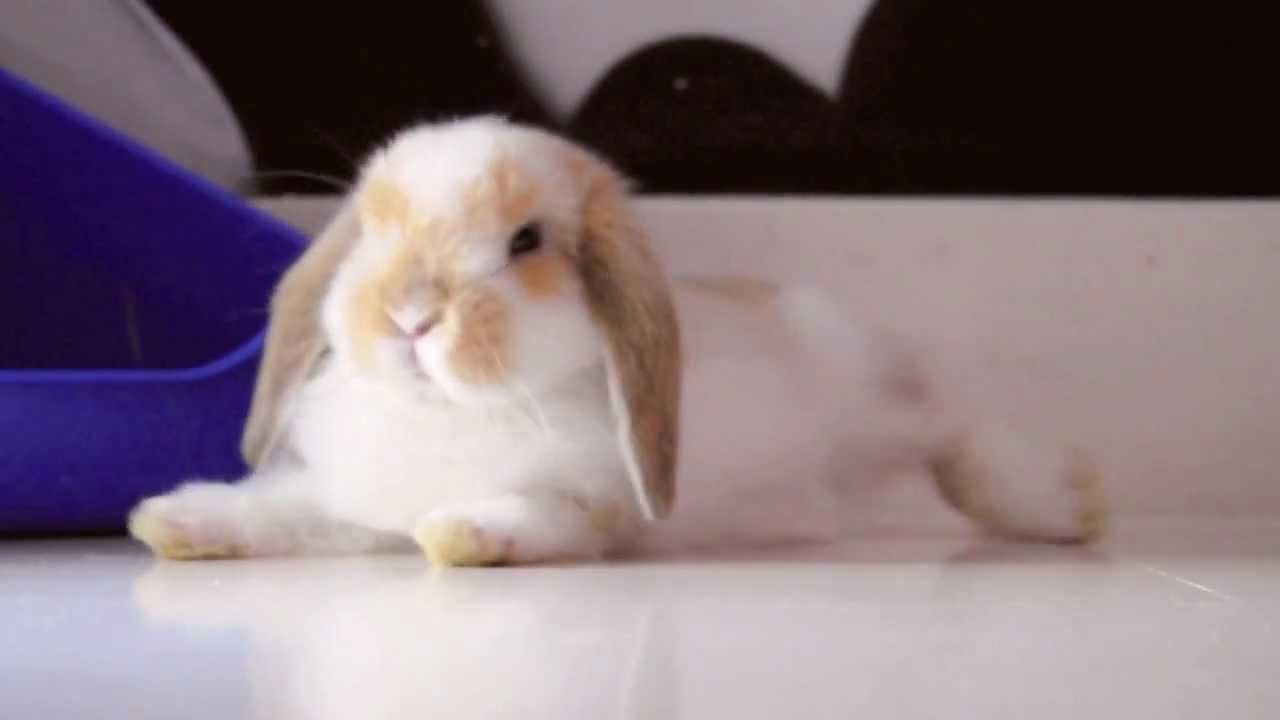 Roger Bunny - Lazy Cute Miniature Holland Lop Belier Rabbit