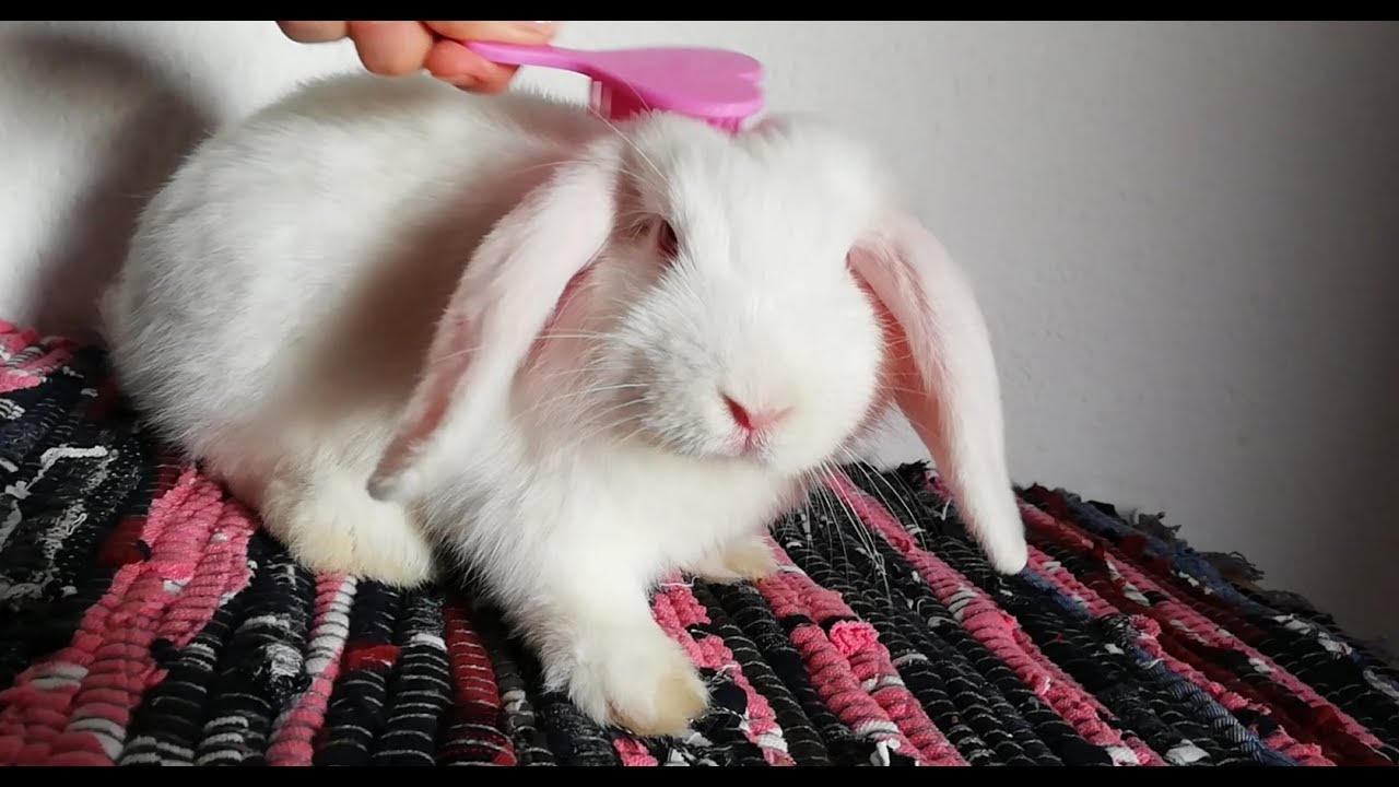Sweet Minilop /Conejo aseo feliz y relajado,/ Cute bunny, Funny rabbit.