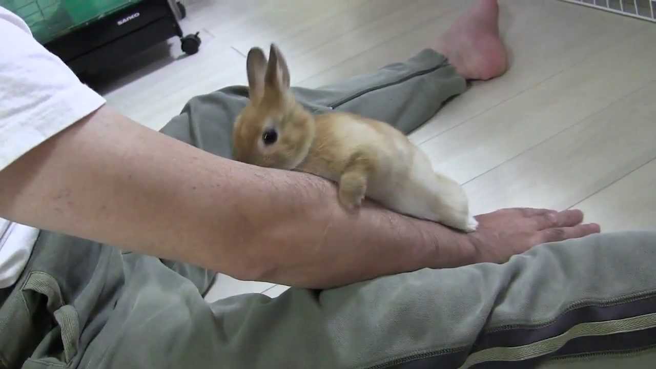 Cute Bunny Rabbit 目覚めたネザーランドドワーフ!! Netherland Dwarf