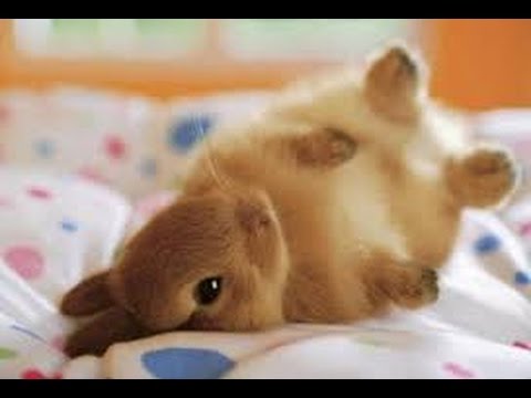 The Cutest Little Bunny is Sleeping On His Back