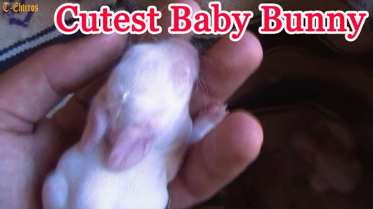 The Cutest Baby Bunny Rabbit breastfeeds from his mother