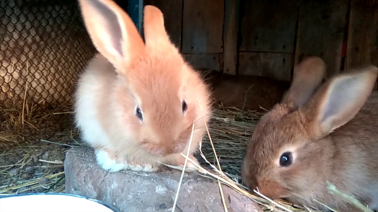 Cute baby rabbits bunny eating grass
