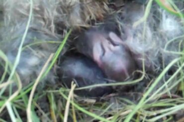 Fresh Baby Bunny Rabbits in Nest