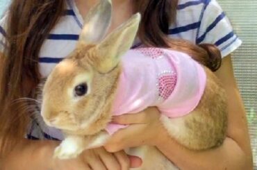 Cute Rabbits - My Pet Bunny - Funny Rabbit Videos - Cute Bunny Rabbits - Funny Rabbits