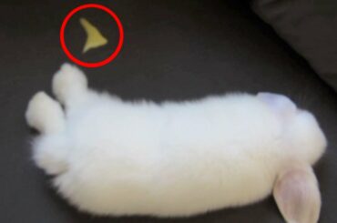 Bad Bunny Makes a BOO BOO!