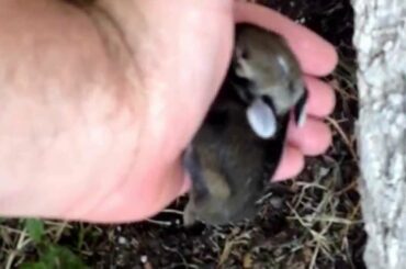 Rabbit Hole and Baby Bunny