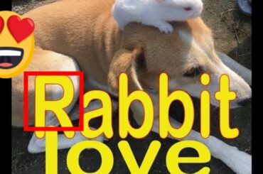 4K VIDEO 2019 Cute Rabbit playing with baby rabbit🐰🐰