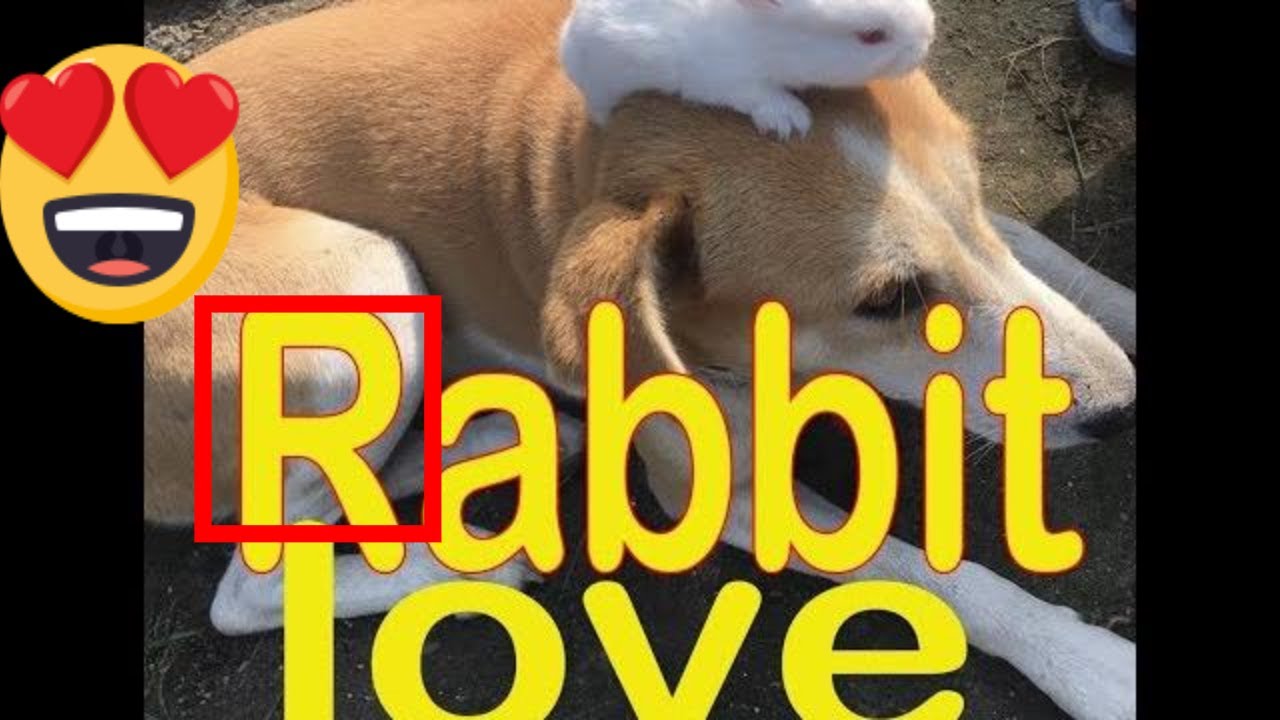 4K VIDEO 2019 Cute Rabbit playing with baby rabbit🐰🐰