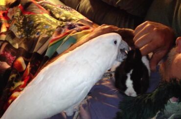 Funny Cockatoo Cleaning/Petting Cute Bunny