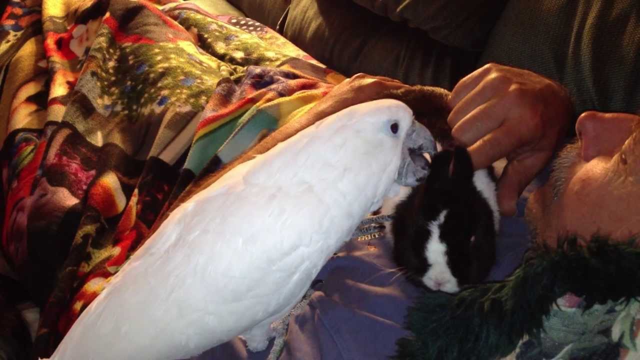 Funny Cockatoo Cleaning/Petting Cute Bunny