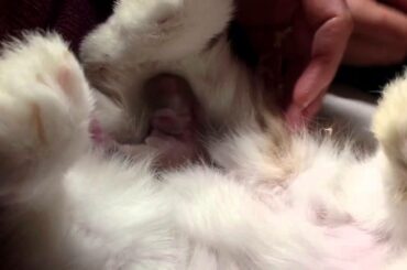 Helping baby rabbits nurse:  Cute day-old Holland Lops