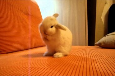 CUTE mini toy BUNNY cleaning itself