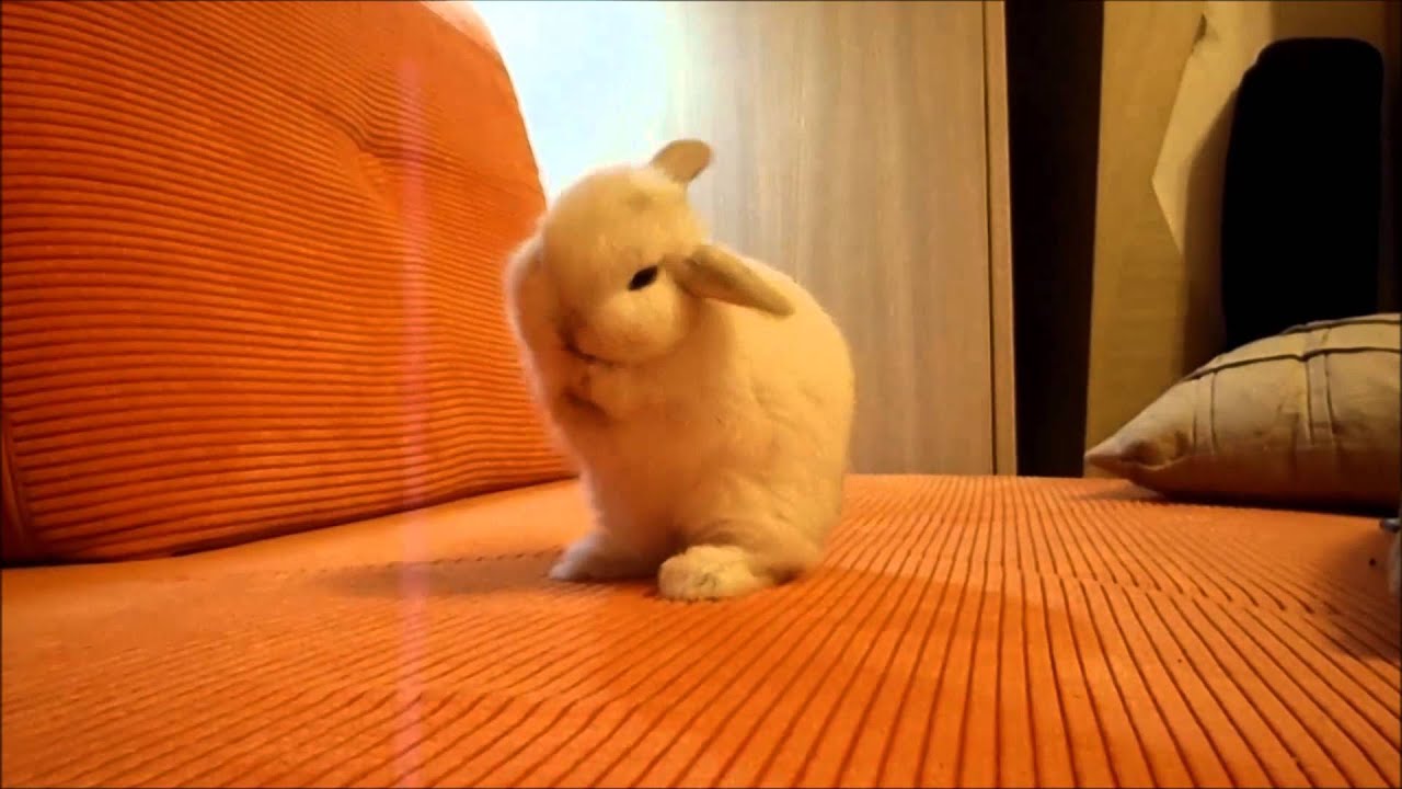CUTE mini toy BUNNY cleaning itself