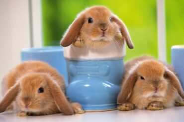 Funny & Cute Bunny Rabbit Videos Compilation 2018 || Funny Rabbit Video.