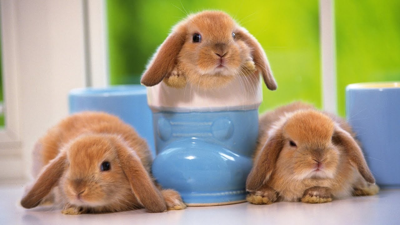 Funny & Cute Bunny Rabbit Videos Compilation 2018 || Funny Rabbit Video.