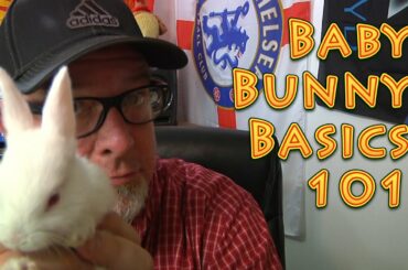 Raising Rabbits Baby Bunny Basics