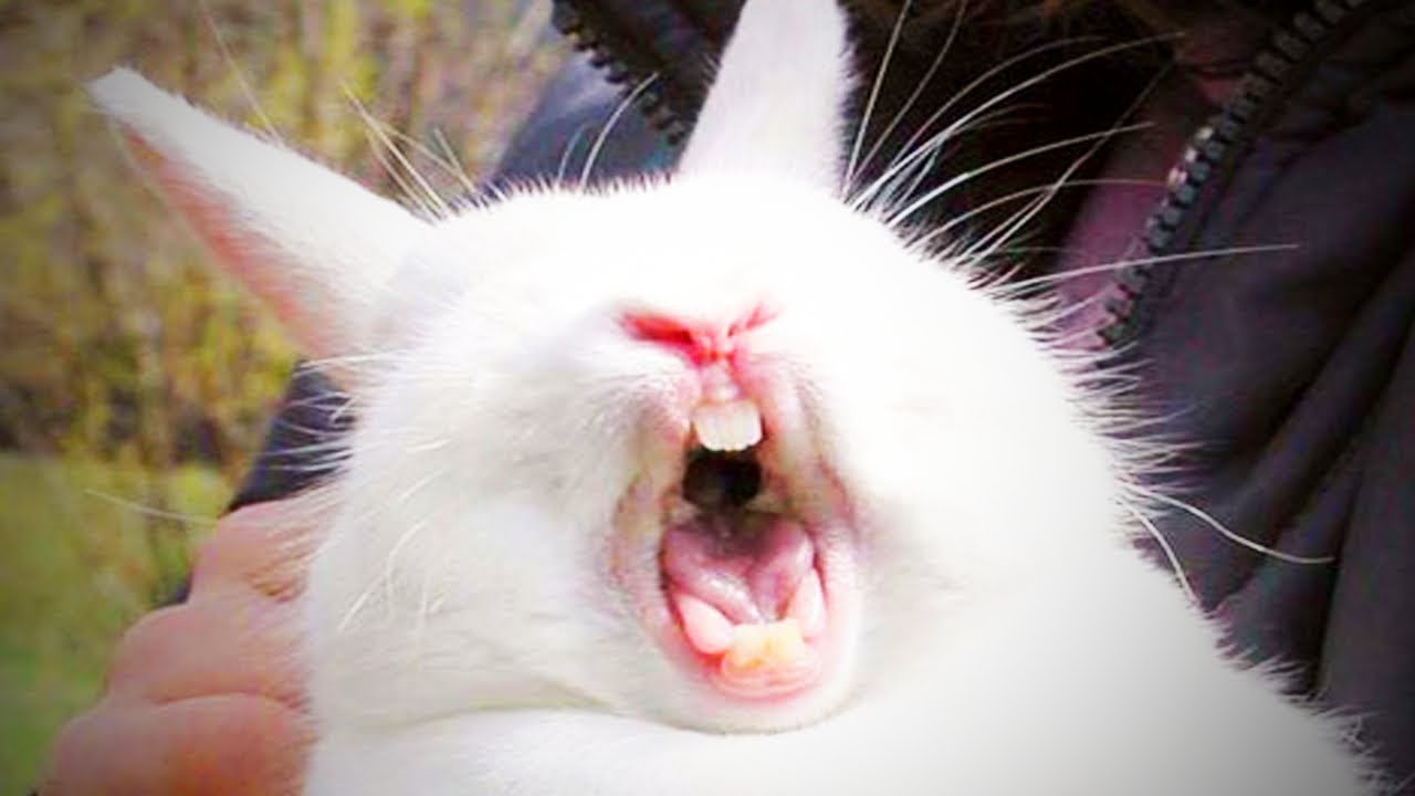 Cute Bunnies Compilation | Funny Rabbits - Feb 2019