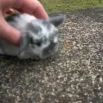 Lilly's Litter ~ 2 Weeks Old ~ Baby Holland Lop Bunnies