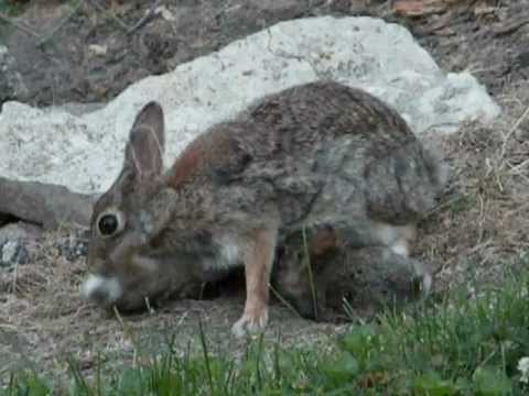 Mother Bunny Rabbit Feeding Her Baby Bunnies