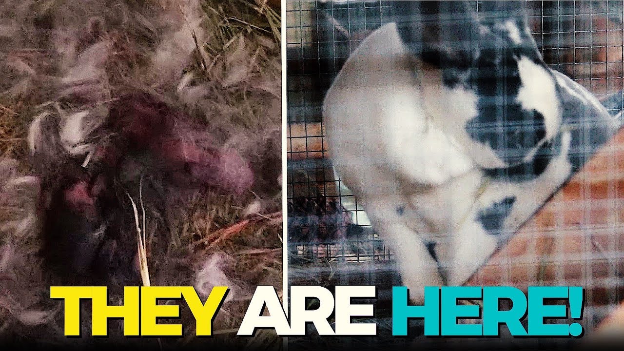 Rabbit Husbandry | Doe Pulling Fur for Nest Box and Birthing Cute Bunnies!!