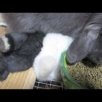 Baby Bunnies ATTACK MOM for MILK!