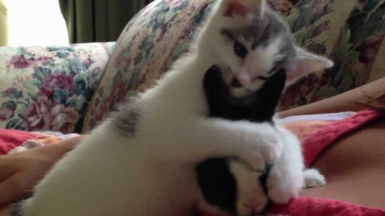 Cute Kitten cleaning baby Bunny (adorable funny video)