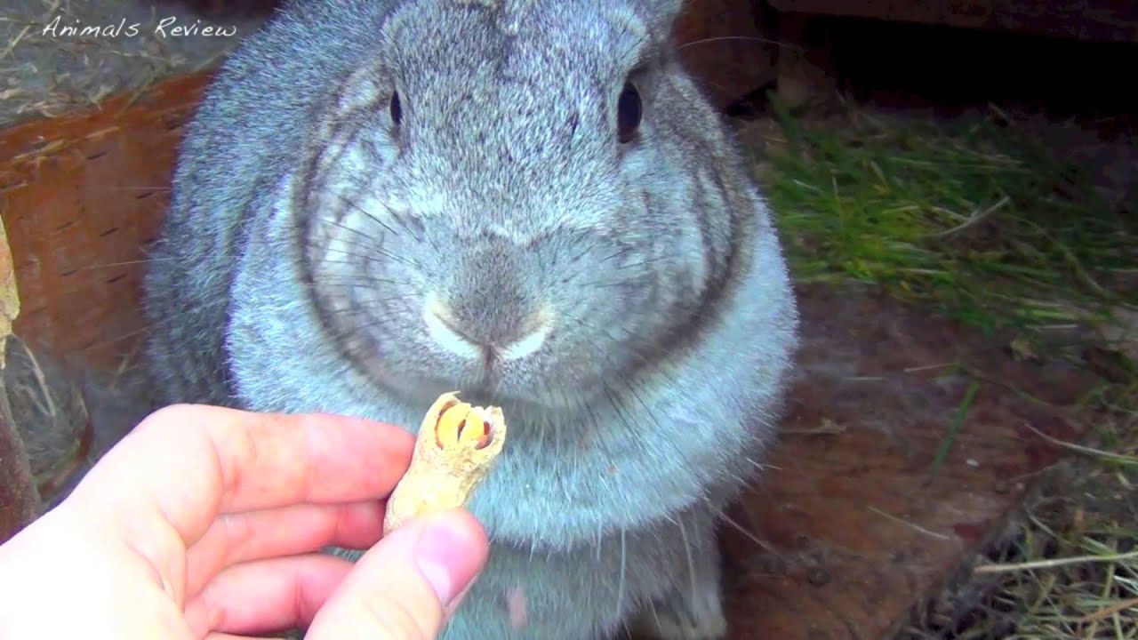 Cute Bunny Rabbit Eats Nuts