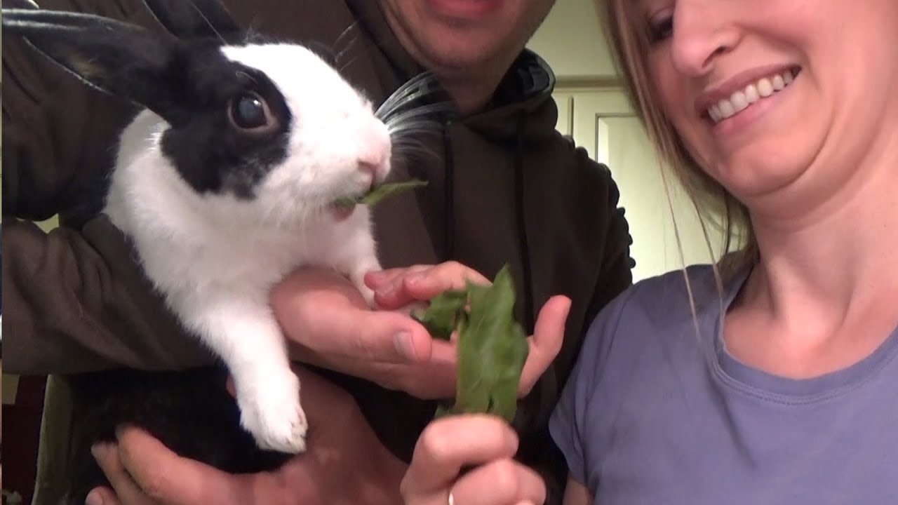 Rabbit fridge cam!