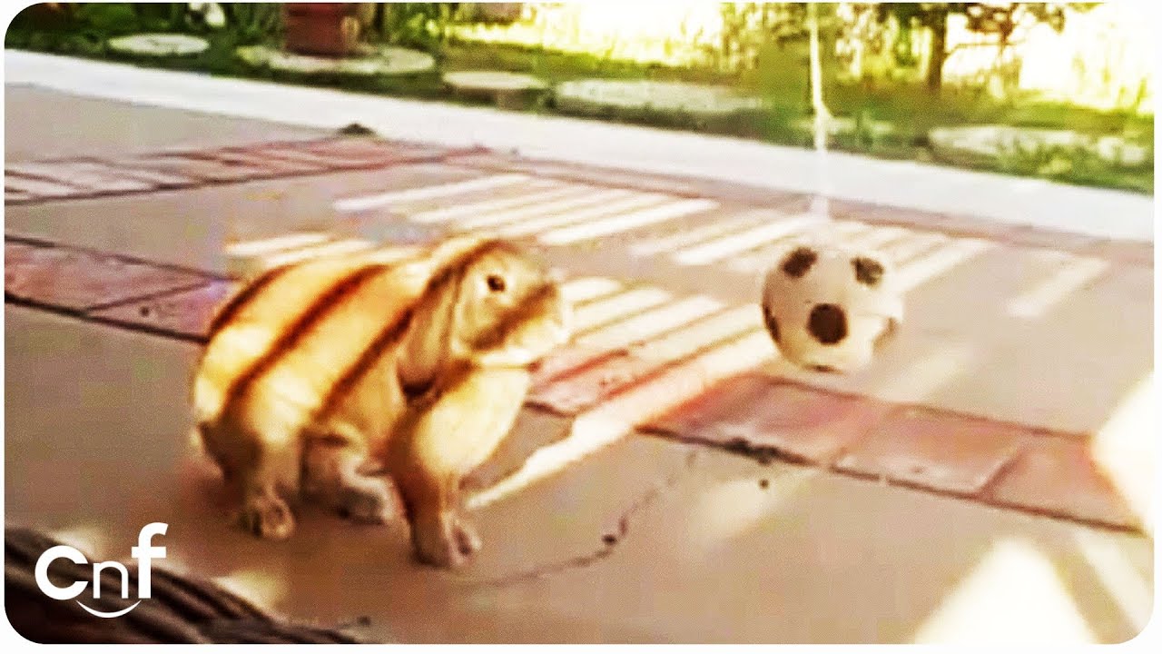 Cute Bunny FIFA World Cup Try Outs