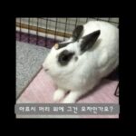 귀여운 토끼 초롱이 클로즈업 모음!(Cute bunny chorong closeup compilation)