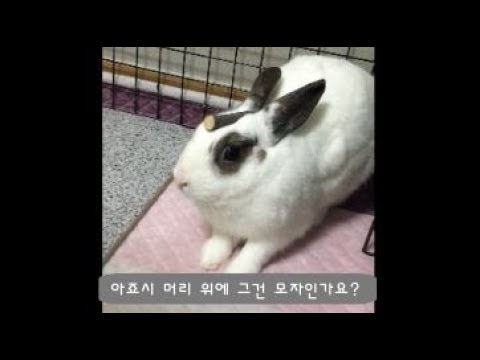 귀여운 토끼 초롱이 클로즈업 모음!(Cute bunny chorong closeup compilation)