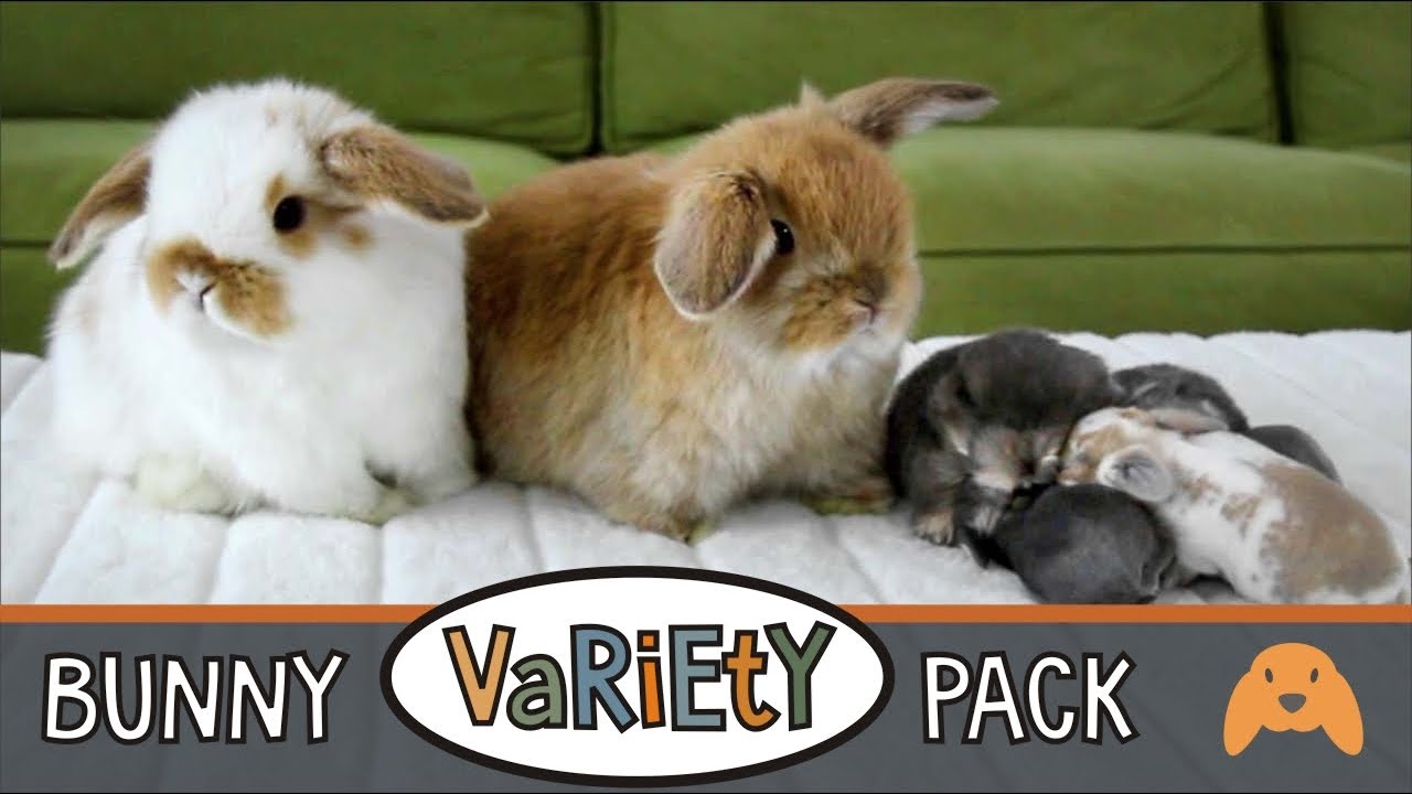 Baby Bunny Variety Pack: XS/S/XL