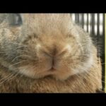 Cute Bunny Nose Twitching