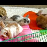 Bunny Update - 5 1/2 Week Old Holland Lop Babies