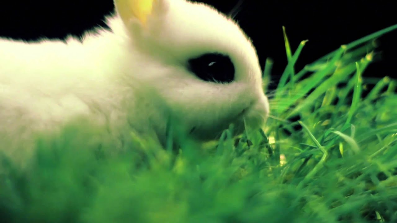 Cute Bunny Rabbit