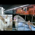 Colourful Love Birds | Cute Baby Bunny Rabbits | Welcomes you to Howrah Station | Indian Railways