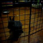 cute bunny escapes cage