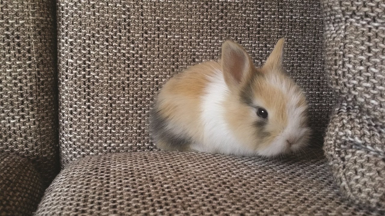 The Cutest Bunny Ever