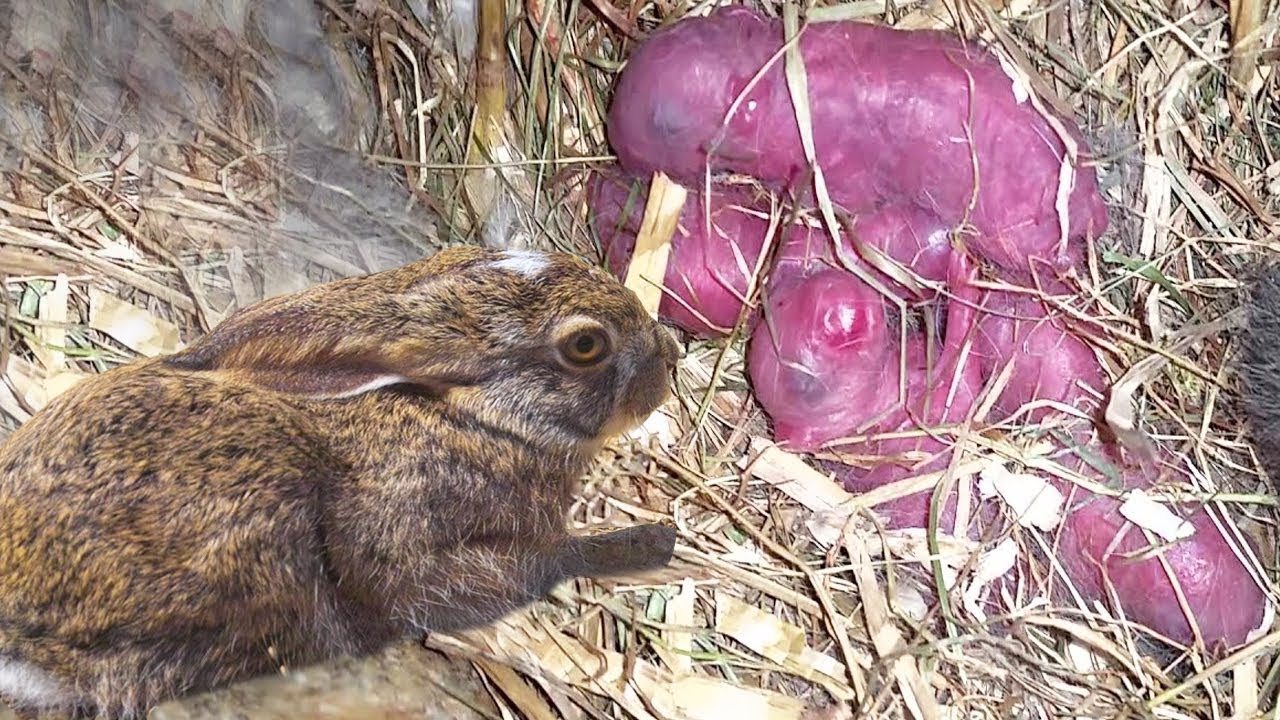 BROWN RABBIT GIVING BIRTH TO 5 BABY AT HOME | Baby Bunnies So Cute