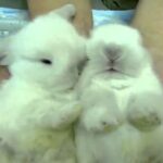 Bunny Hugs And Nuzzles